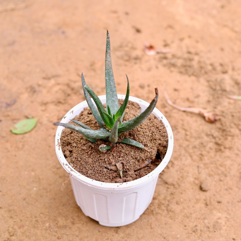 Cactus Succulent in 6 Inch Super White Nursery Pot