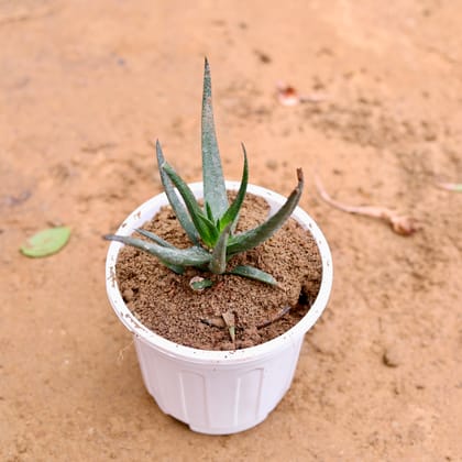 Buy Cactus Succulent in 6 Inch Super White Nursery Pot Online | Urvann.com