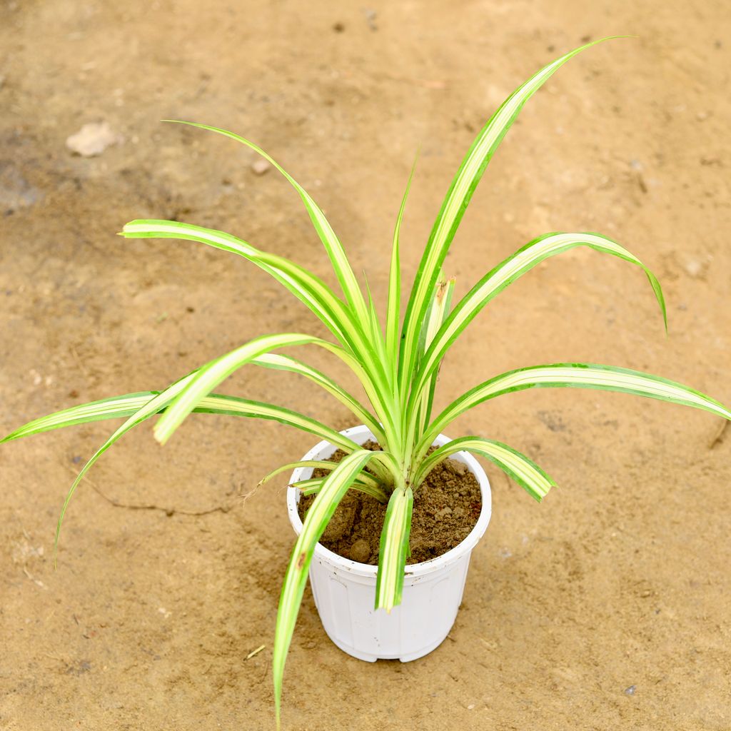 Pandanus in 6 Inch Super White Nursery Pot