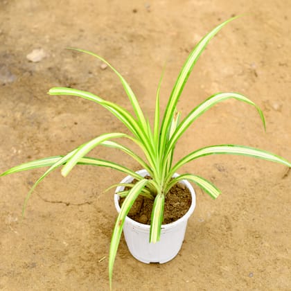 Buy Pandanus in 6 Inch Super White Nursery Pot Online | Urvann.com