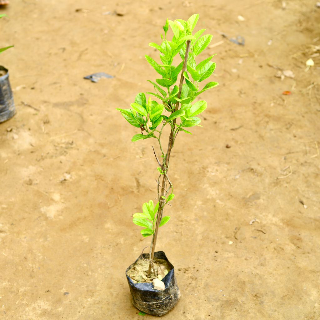 Allamanda Bel in 4 Inch Nursery Bag