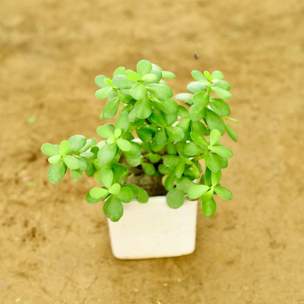 Jungle Jade (Pune Variety) in 4 Inch Classy White Square Ceramic Pot