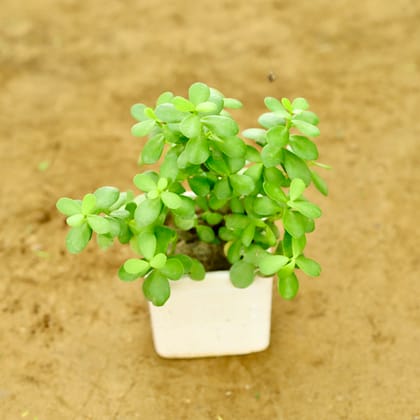 Buy Jungle Jade (Pune Variety) in 4 Inch Classy White Square Ceramic Pot Online | Urvann.com