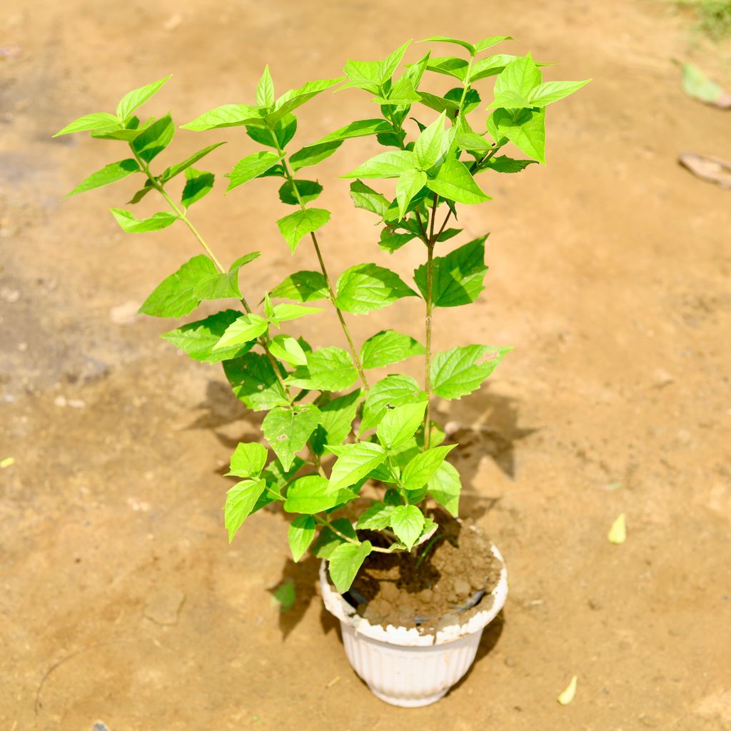 Harsingar / Patijat in 8 Inch White Olive Plastic Pot