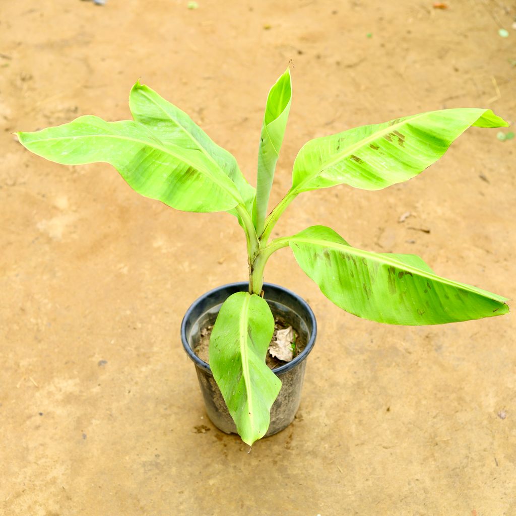 Banana Plant in 8 Inch Nursery Pot