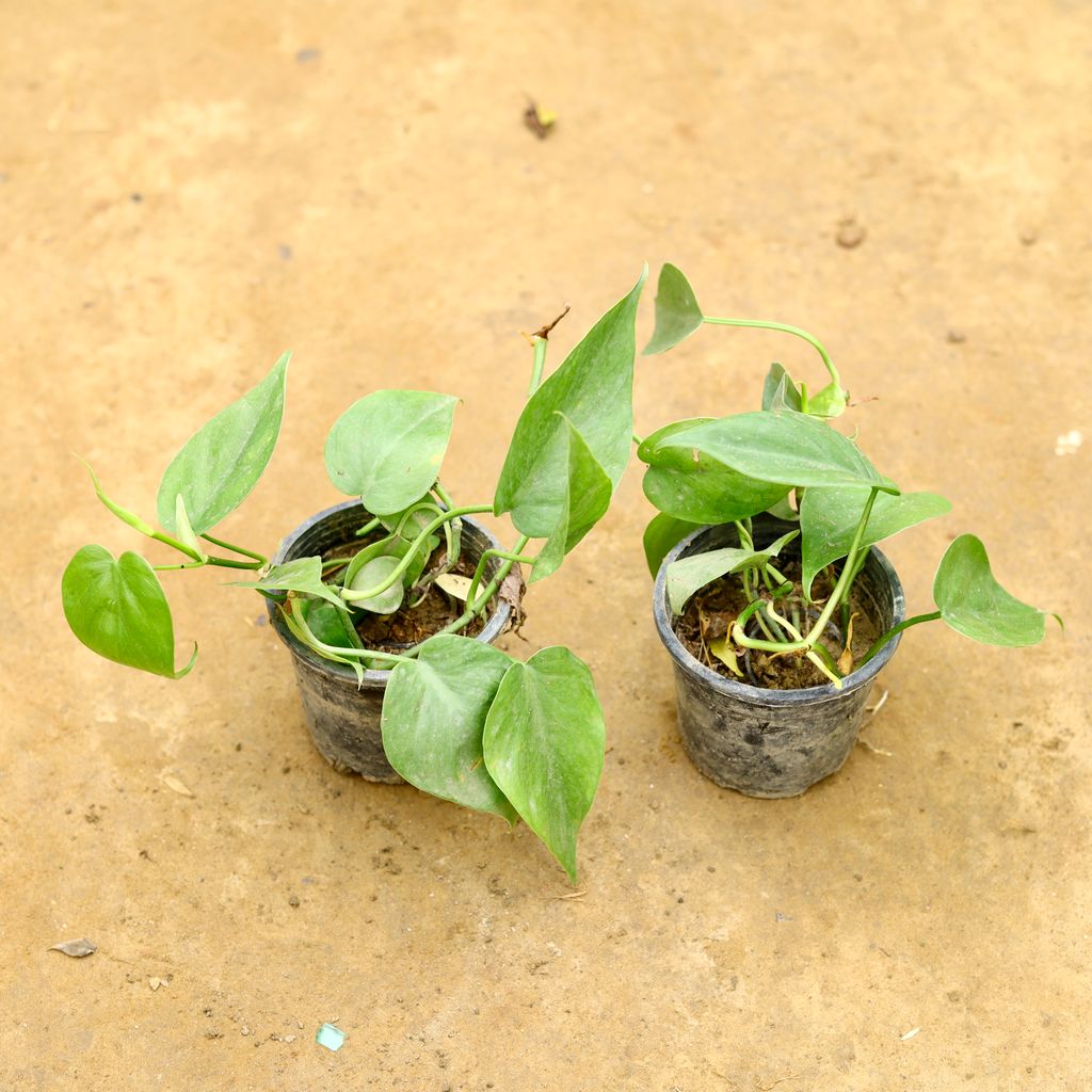 Set of 2 - Oxycardium Green in 4 Inch Nursery Pot