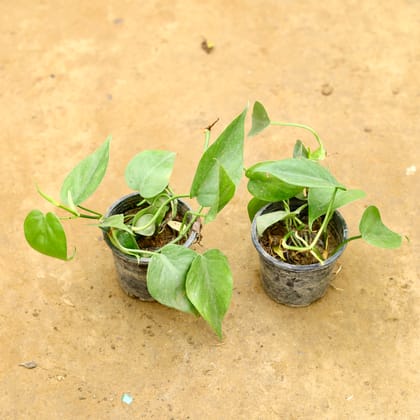 Buy Set of 2 - Oxycardium Green in 4 Inch Nursery Pot Online | Urvann.com