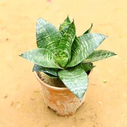 Buy Snake Green Dwarf in 6 Inch Nursery Pot Online | Urvann.com