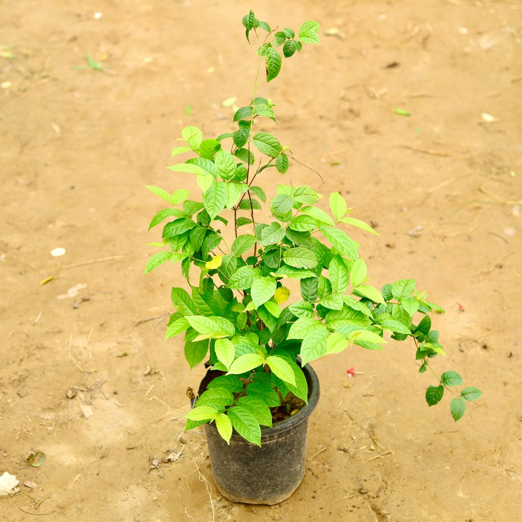 Madhu Malti dwarf in 8 Inch Nursery Pot