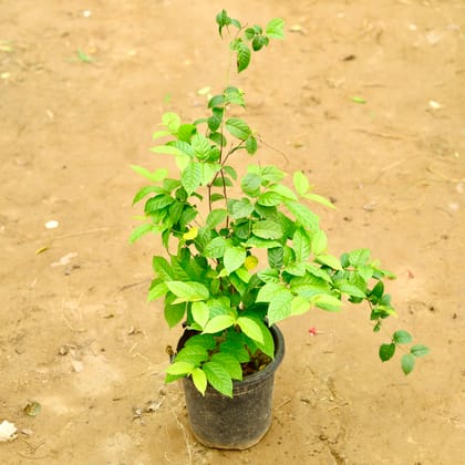 Buy Madhu Malti dwarf in 8 Inch Nursery Pot Online | Urvann.com