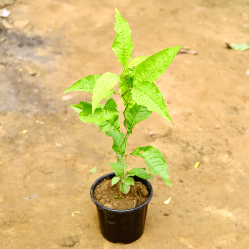 Bel Patra in 8 Inch Nursery Pot