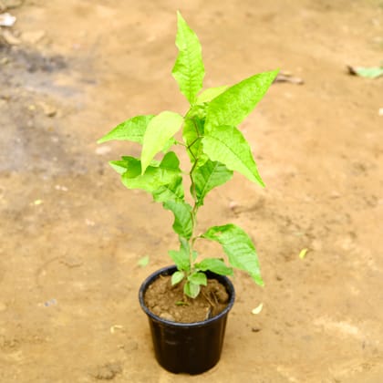 Buy Bel Patra in 8 Inch Nursery Pot Online | Urvann.com