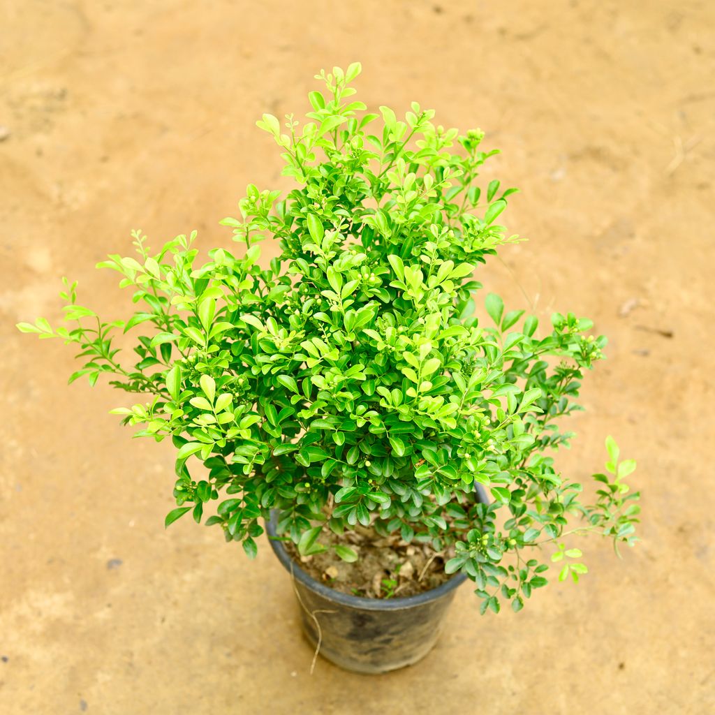 Madhu Kamini / Murraya in 8 Inch Nursery Pot