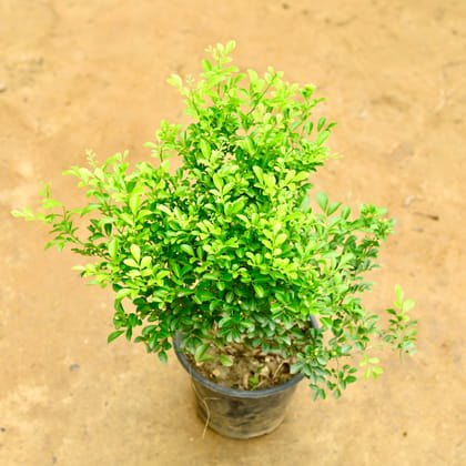 Buy Madhu Kamini / Murraya in 8 Inch Nursery Pot Online | Urvann.com