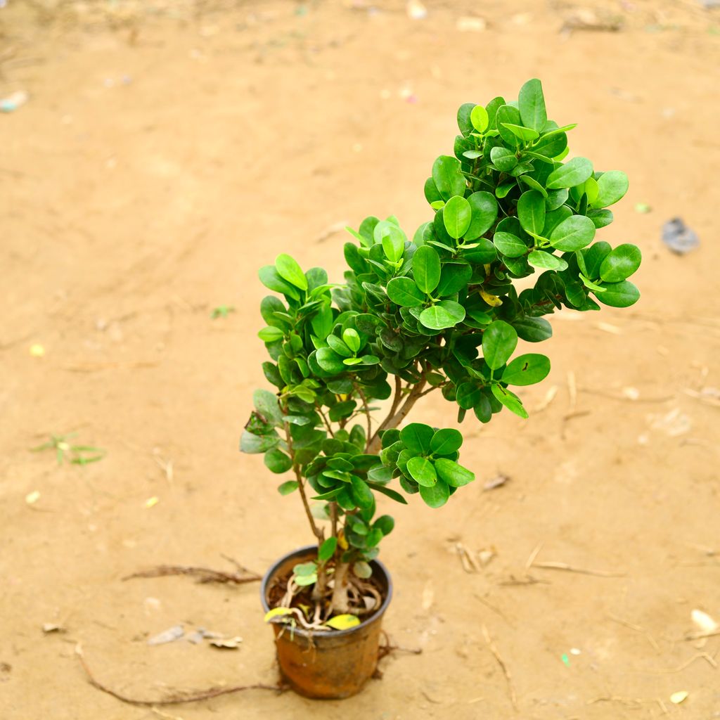 Ficus Moclaim in 6 Inch Nursery Pot