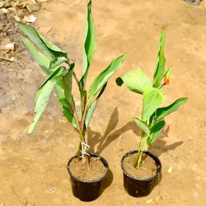 Buy Set of 2 - Canna Lily / keli in 8 Inch Nursery Pot Online | Urvann.com