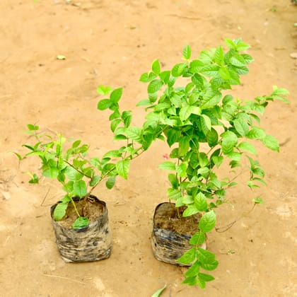 Buy set of 2 - Madhu Malti Dwarf in 8 Inch Nursery Bag Online | Urvann.com