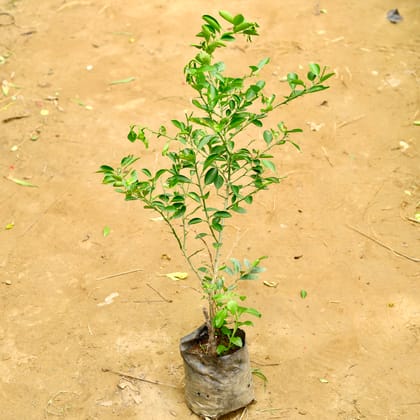 Buy Nimboo / Lemon Plant in 8 Inch Nursery Bag Online | Urvann.com