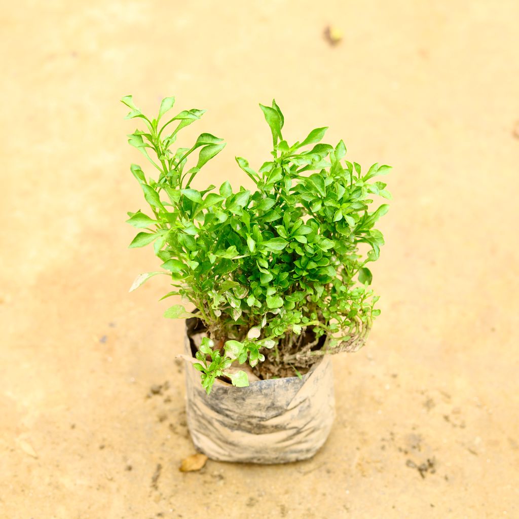 Alternanthera Green in 4 Inch Nursery Bag