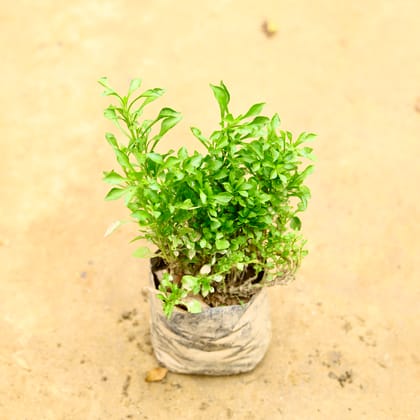 Buy Alternanthera Green in 4 Inch Nursery Bag Online | Urvann.com