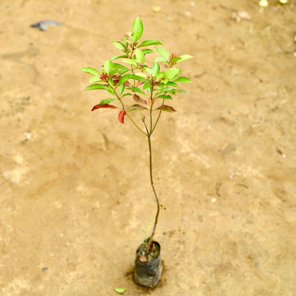 Hamelia / Firebush Plant in 4 Inch Nursery Bag