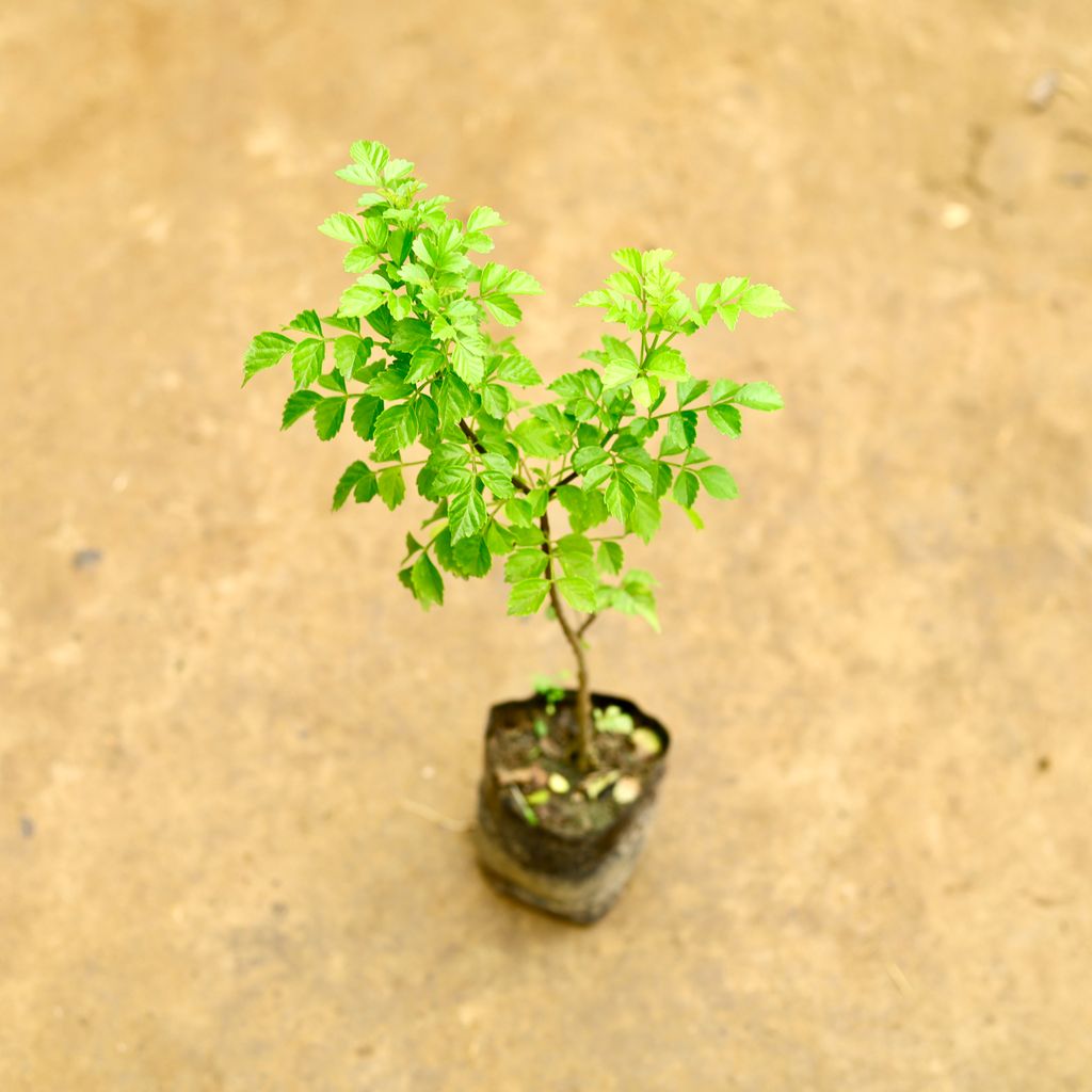 Tecoma Capensis in 4 Inch Nursery Bag