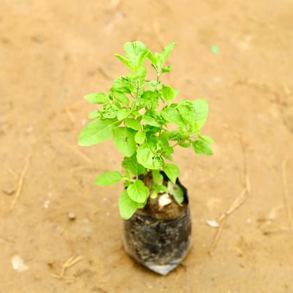 Buy Rama Tulsi in 4 Inch Nursery Bag Online | Urvann.com