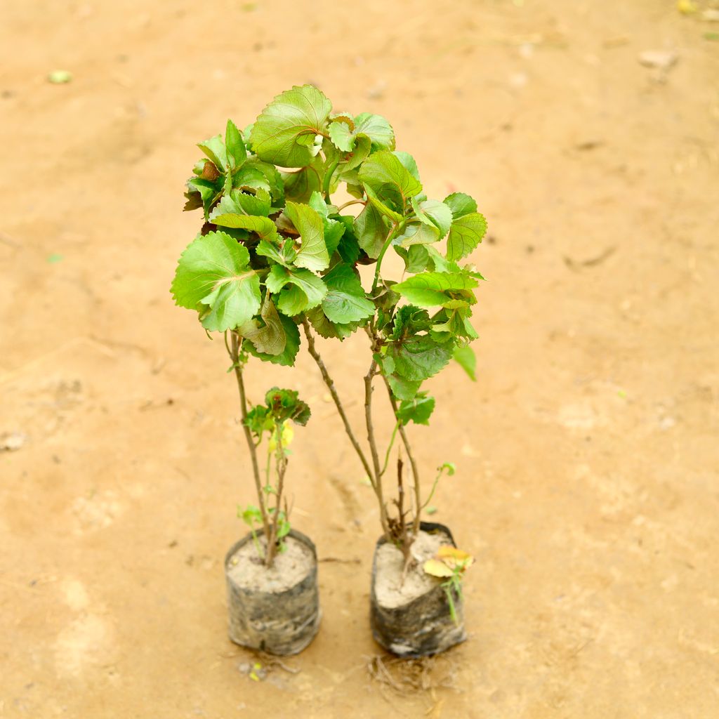 Set of 2 - Acalypha in 4 Inch Nursery Bag