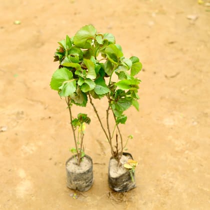 Buy Set of 2 - Acalypha in 4 Inch Nursery Bag Online | Urvann.com