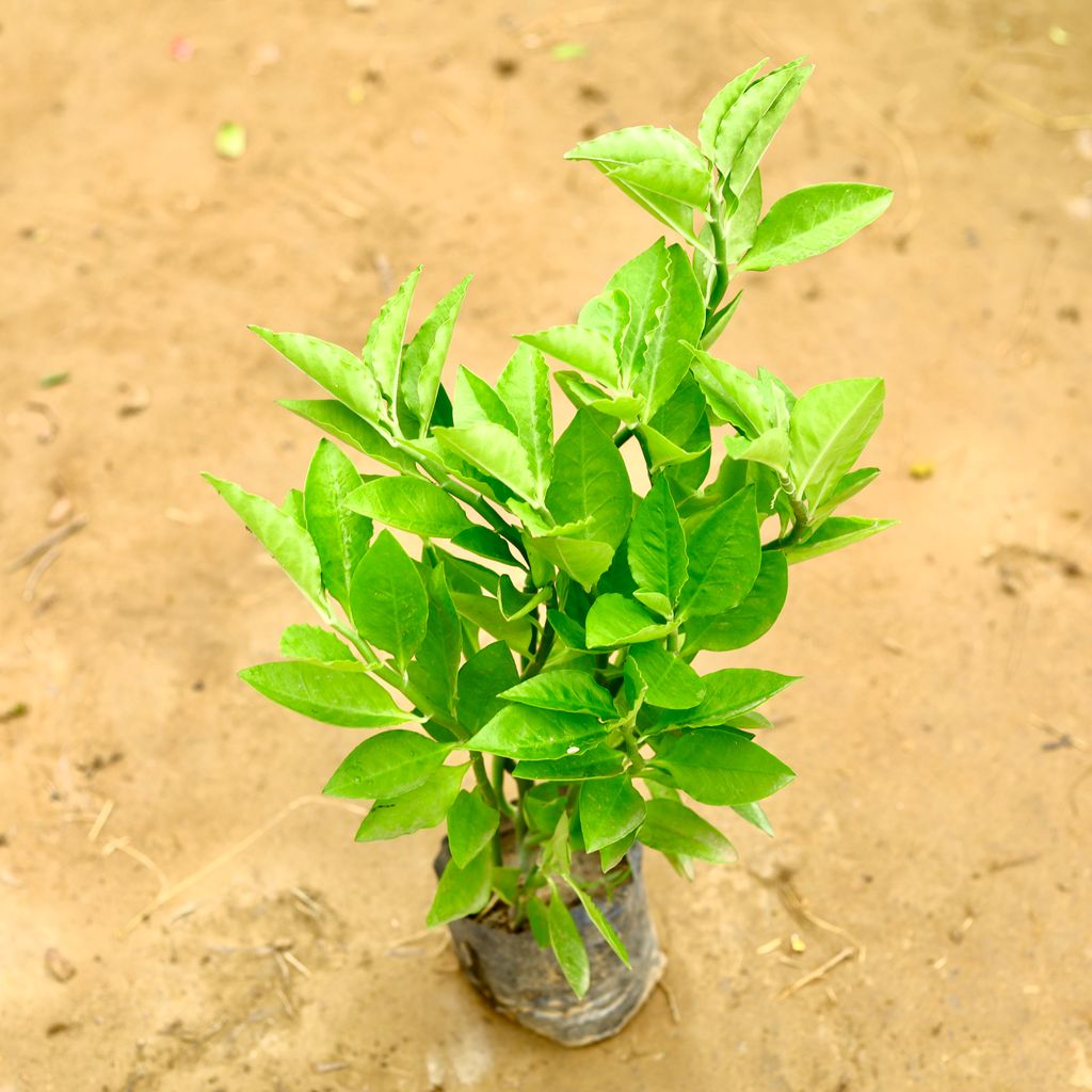 Pedilianthus Green / Devil's Backbone in 4 Inch Nursery Bag