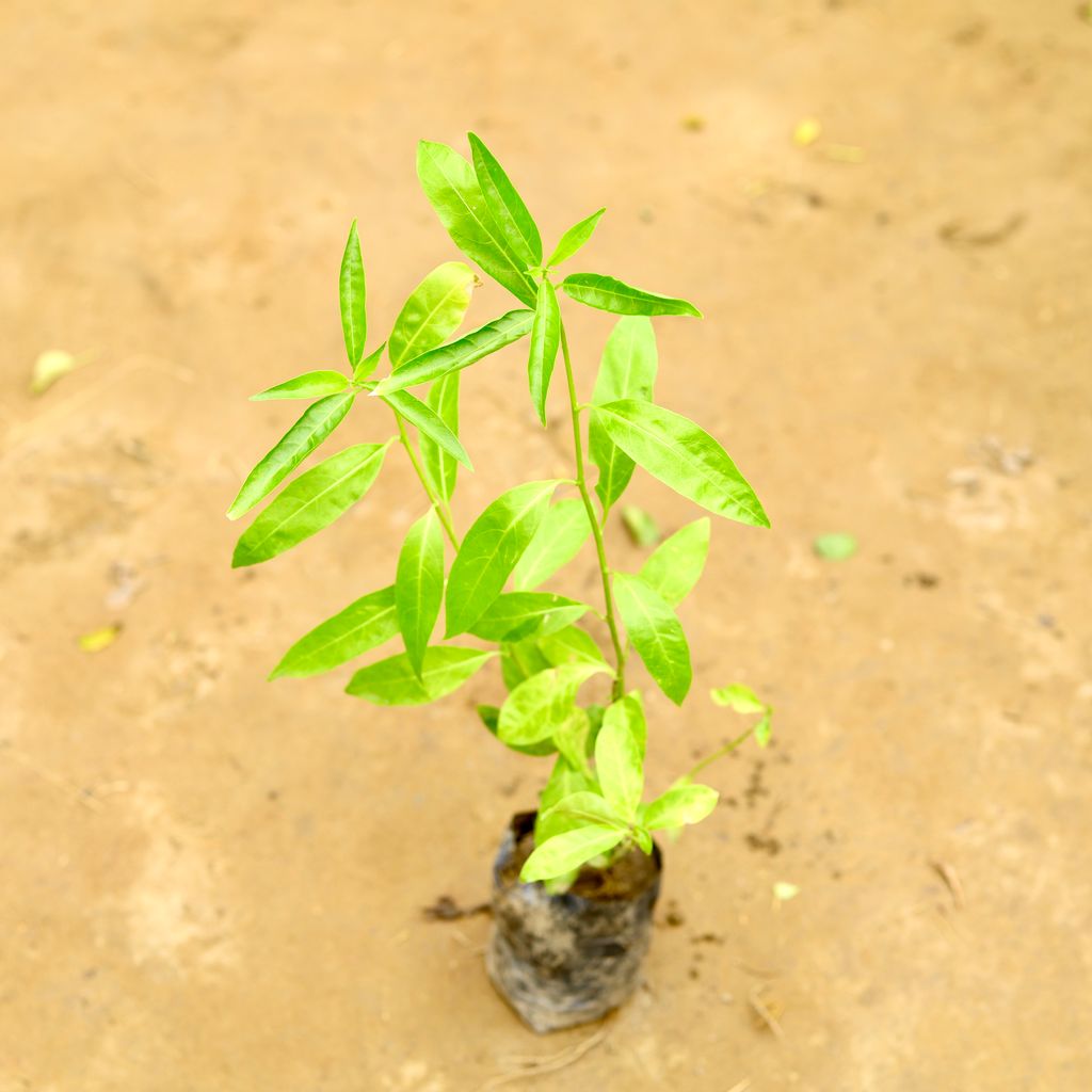 Raat Ki Rani / Night Blooming Jasmine� in 4 Inch Nursery Bag