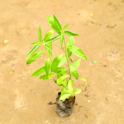 Buy Raat Ki Rani / Night Blooming Jasmine  in 4 Inch Nursery Bag Online | Urvann.com