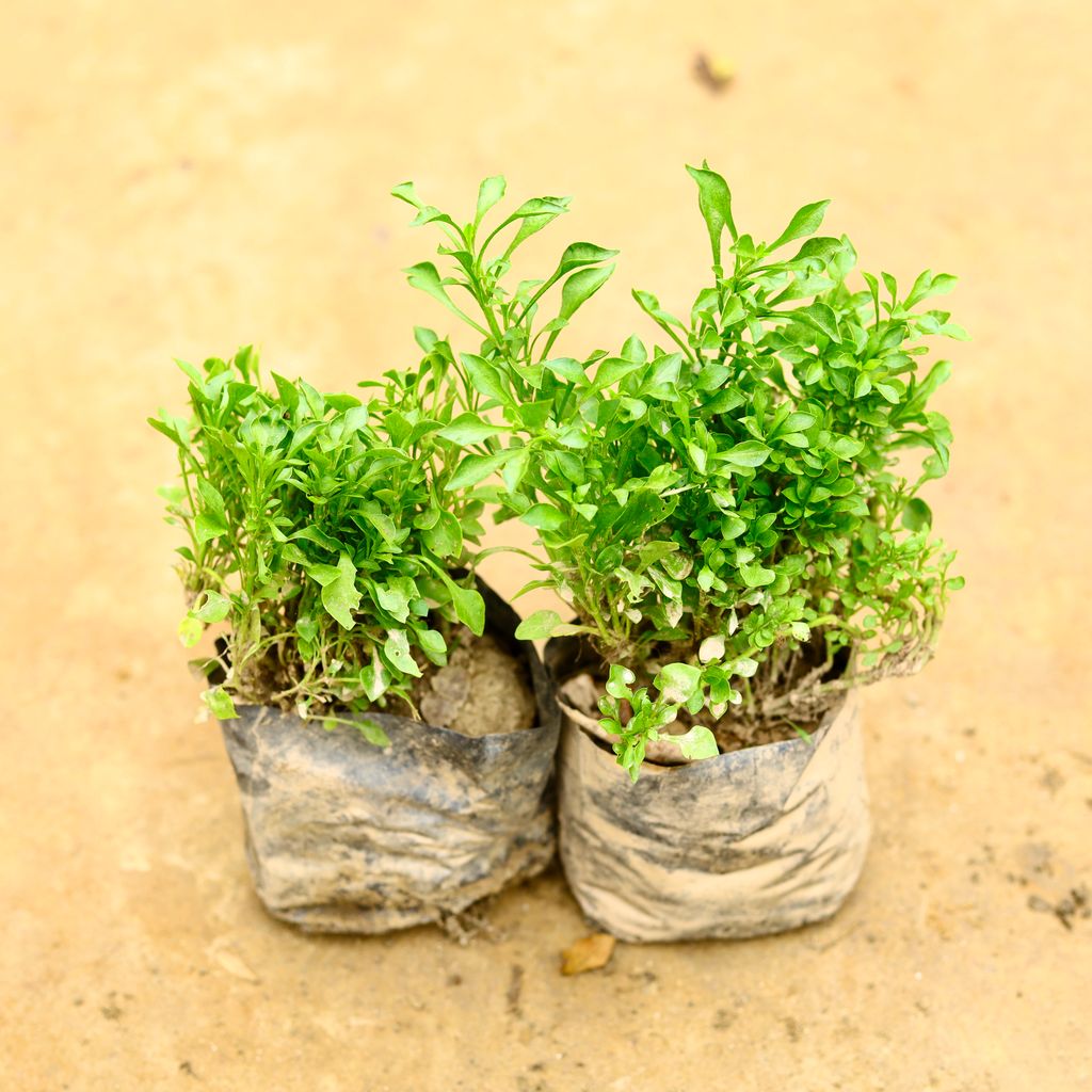 Set of 2 - Alternanthera Green in 4 Inch Nursery Bag