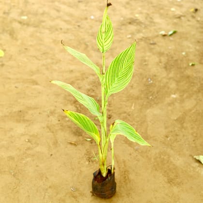 Buy Canna Lily / keli  in 4 Inch Nursery Bag Online | Urvann.com