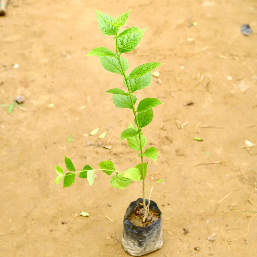 Harsingar / Parijat (~ 3 Ft) in 6 Inch Nursery Bag