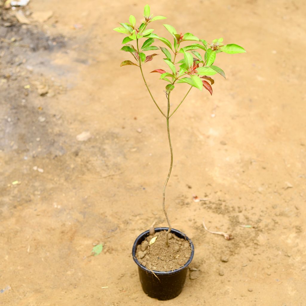 Hamelia / Firebush Plant in 5 Inch Nursery Pot