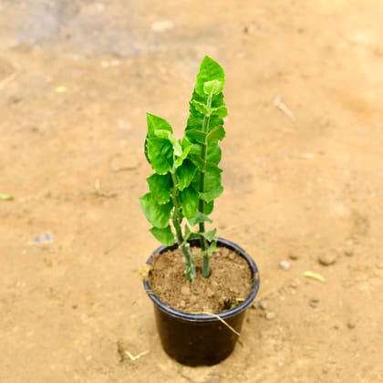 Buy Pedilianthus Green / Devil's Backbone in 6 Inch Nursery Pot Online | Urvann.com