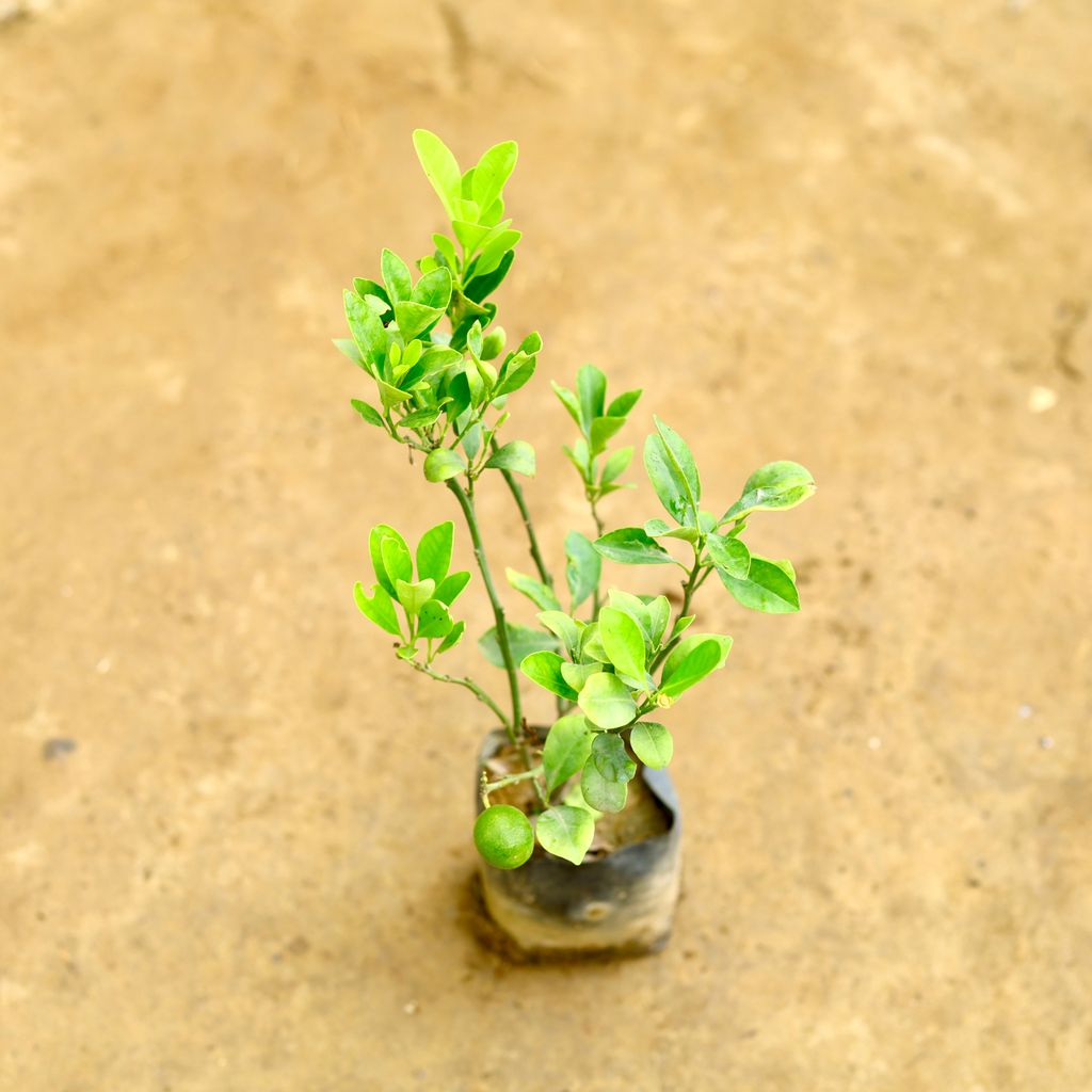 Narangi / China Orange in 4 Inch Nursery Bag