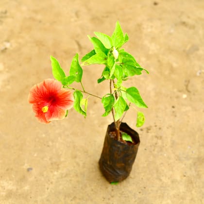 Buy Hibiscus / Gudhal Hybrid in 4 Inch Nursery Bag Online | Urvann.com