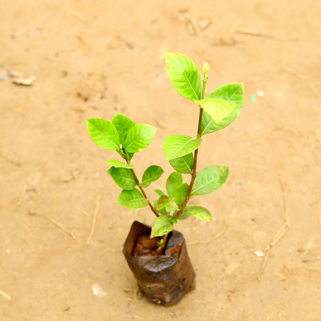 Gardenia / Gandhraaj in 4 Inch Nursery Bag