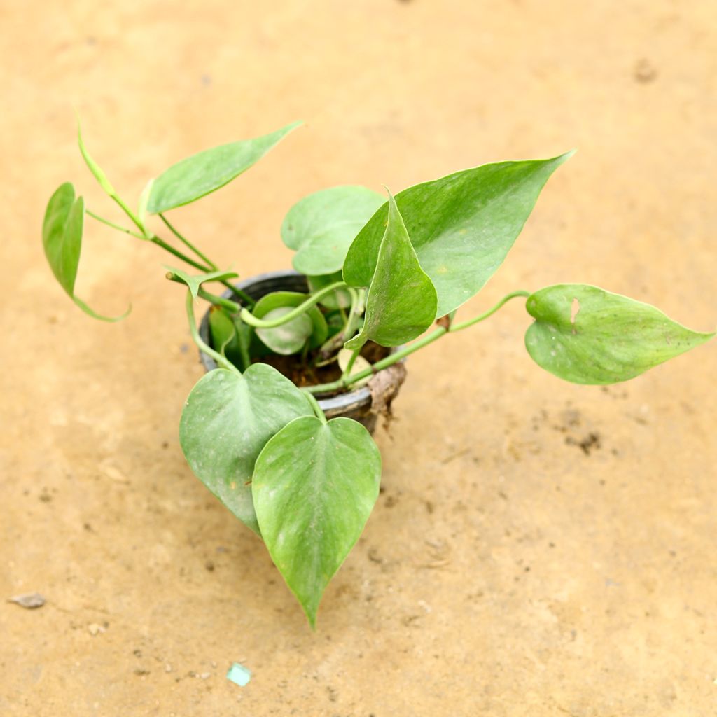 Oxycardium Green in 4 Inch Nursery Pot - Special Indoor Plant