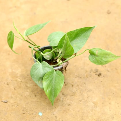 Buy Oxycardium Green in 4 Inch Nursery Pot Online | Urvann.com