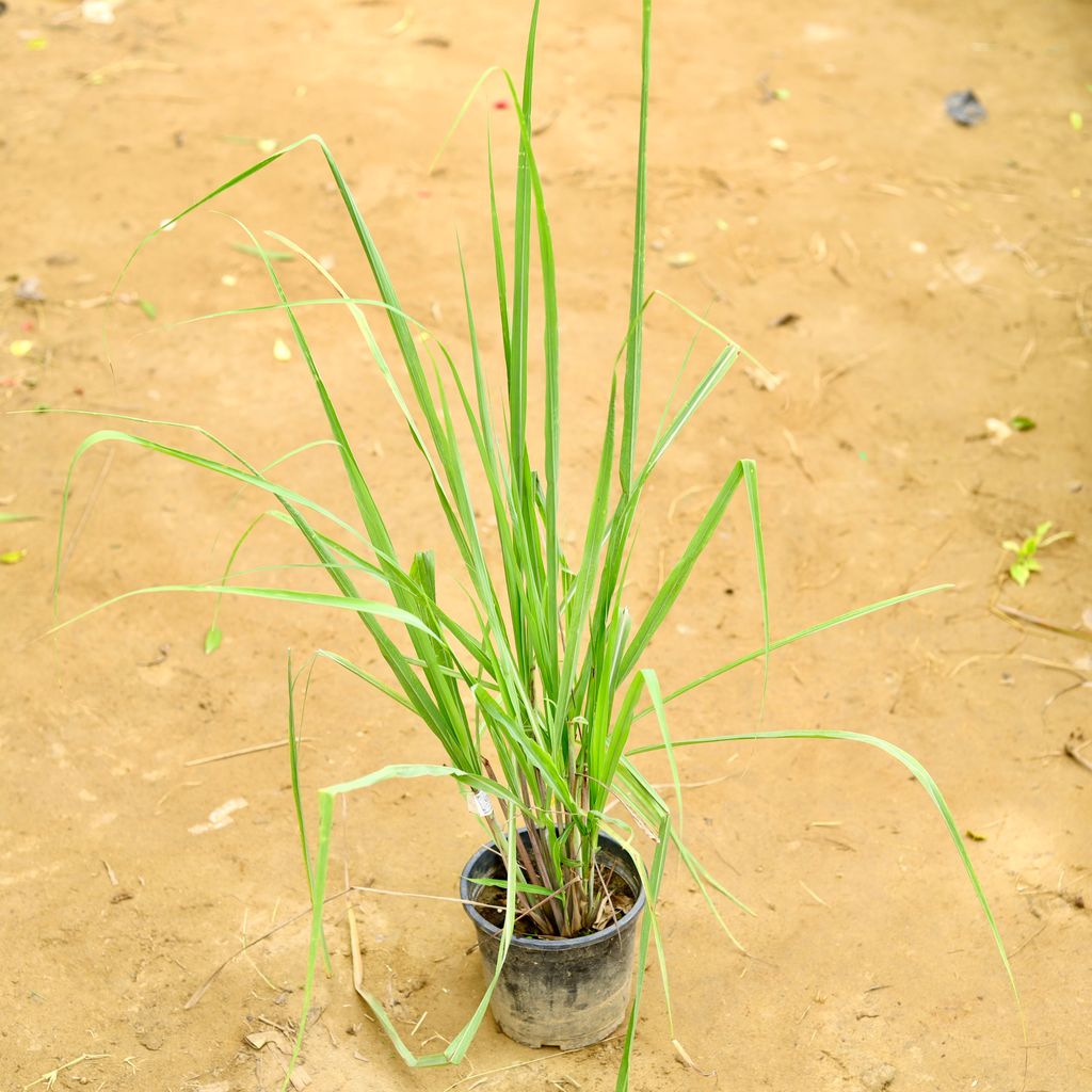 Lemon Grass in 6 Inch Nursery Pot