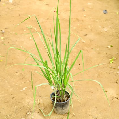 Buy Lemon Grass in 6 Inch Nursery Pot Online | Urvann.com