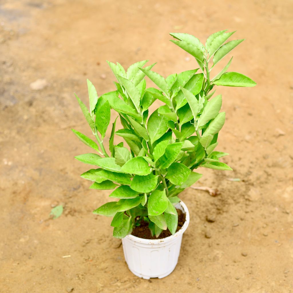 Pedilianthus Green / Devil's Backbone in 6 Inch Super White Nursery Pot