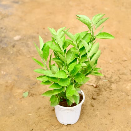 Buy Pedilianthus Green / Devil's Backbone in 6 Inch Super White Nursery Pot Online | Urvann.com