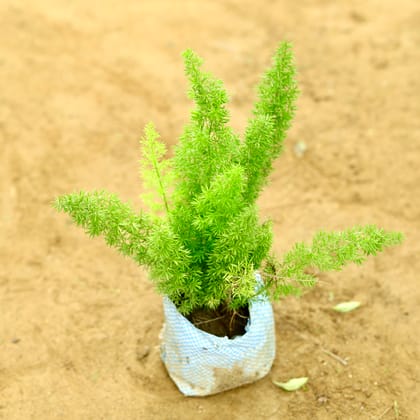 Buy Asparagus Mary in 4 Inch Nursery Bag Online | Urvann.com