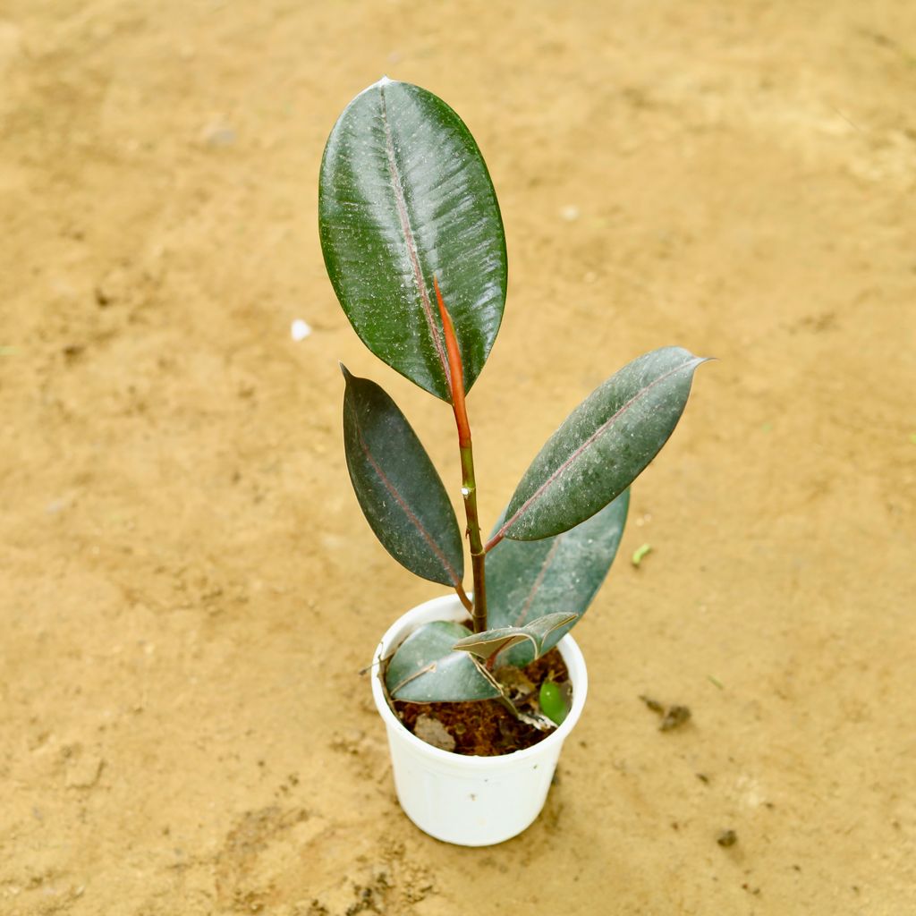 Rubber Black in 4 Inch Nursery Pot