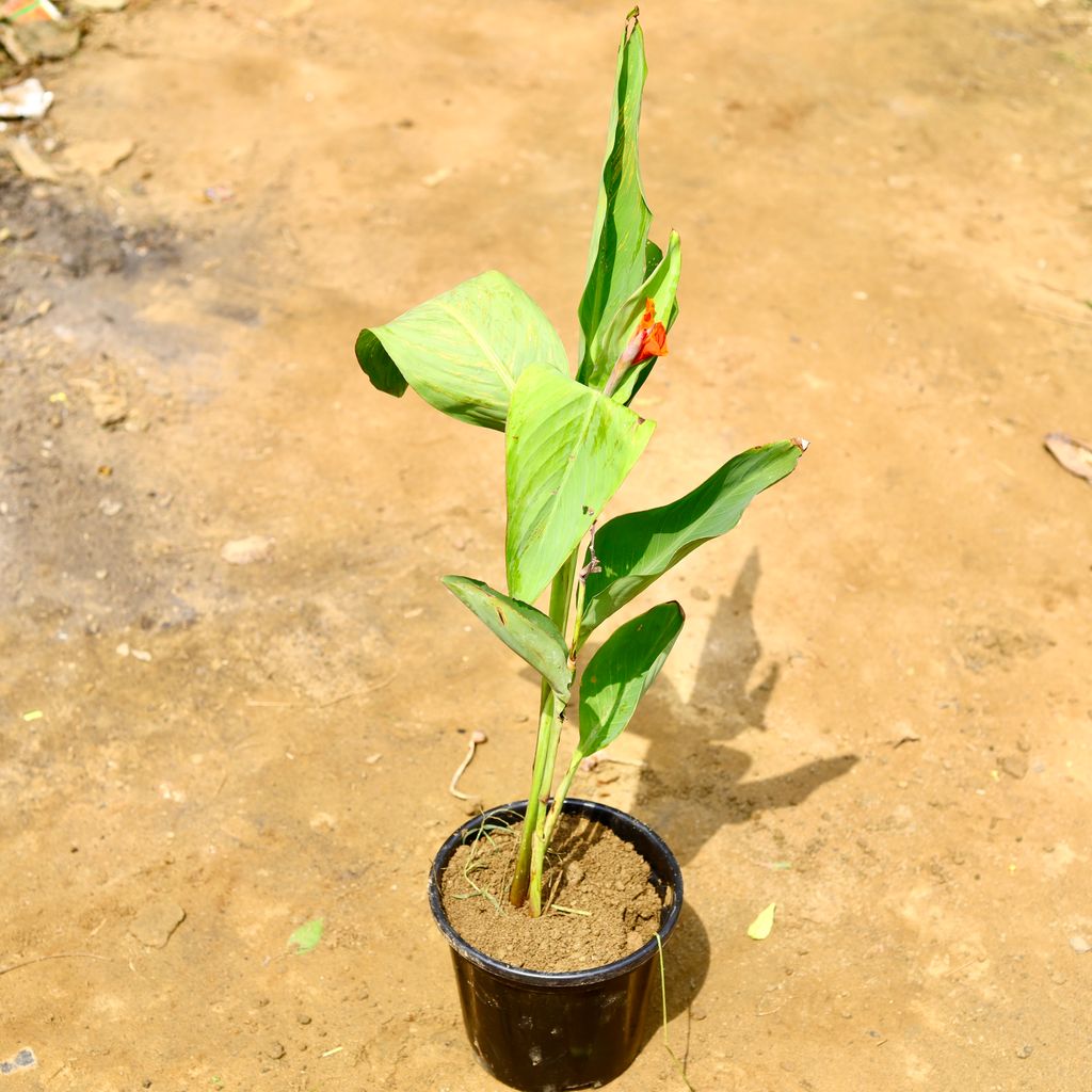 Canna Lily / keli in 6 Inch Nursery Pot