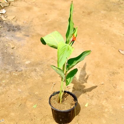 Buy Canna Lily / keli in 6 Inch Nursery Pot Online | Urvann.com